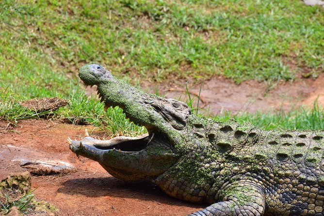 Phezulu Cultural Village & Reptile Park Day Tour From Durban