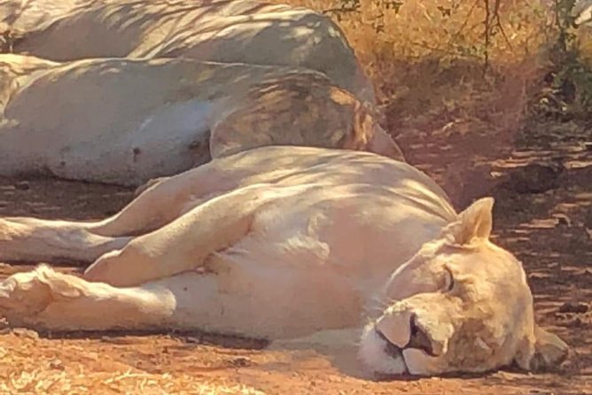 Pilanesberg Safari Fullday