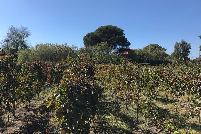 Pompeii, Food and Wine - Inclusions