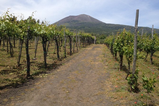 Pompeii Herculaneum and Winery Tour