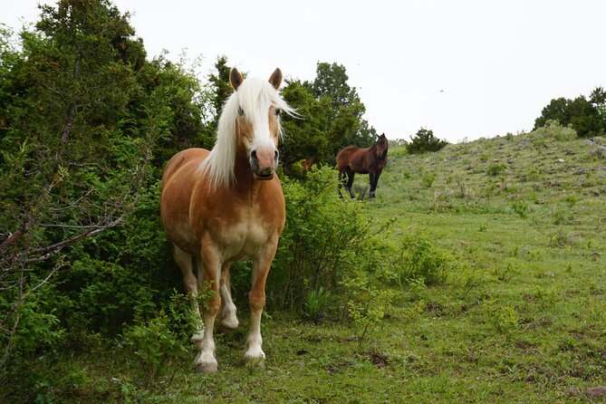 Pony Lead a Fun Experience for Young Children