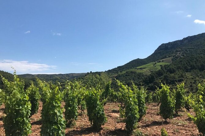 Priorat Wine Tasting Tour From Salou With Hotel Pickup