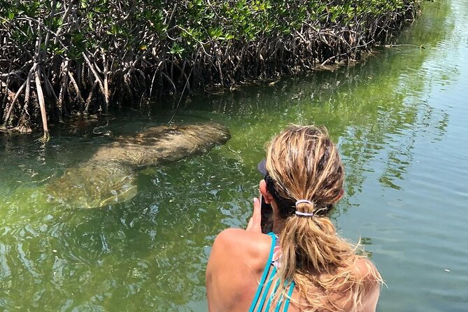 Private 2 Hour Mangrove Ecotour