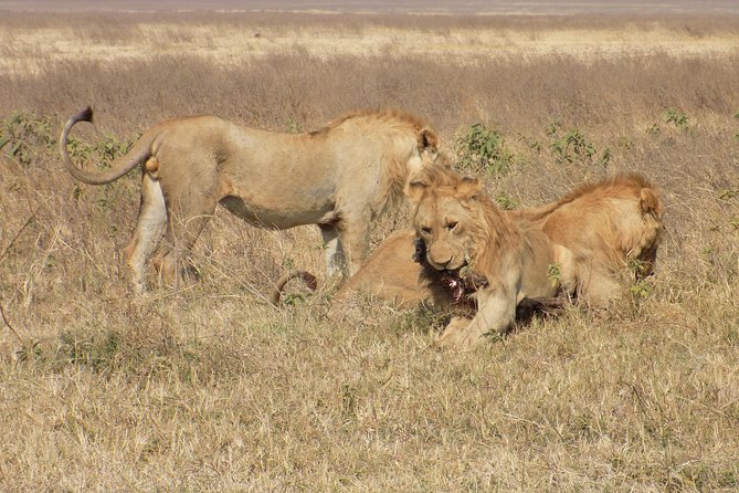 Private 4 Days Wildlife Safari at Tanzania