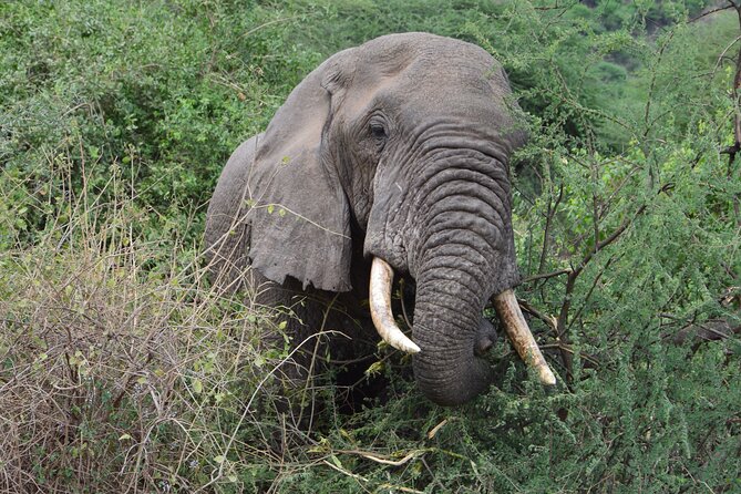 Private 7-Day Tanzania Camping Safari