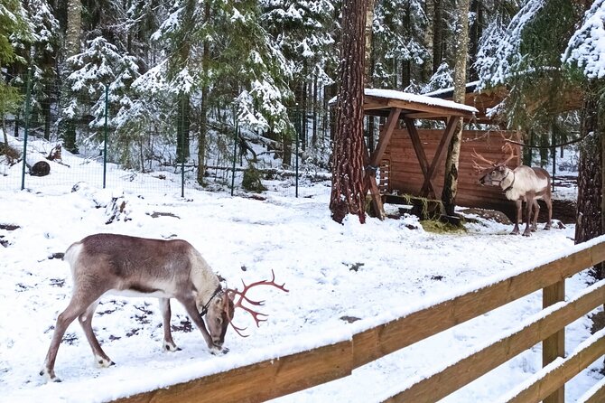 PRIVATE Adventure To The REINDEER Park by VIP Car