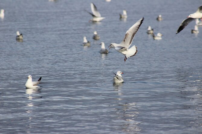 Private Birding Tour in Albania
