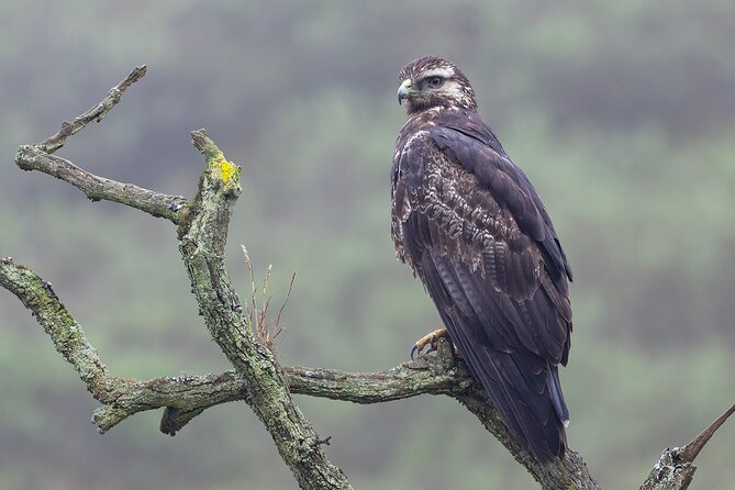 Private Birdwatching and Photography in Lomas De Lachay