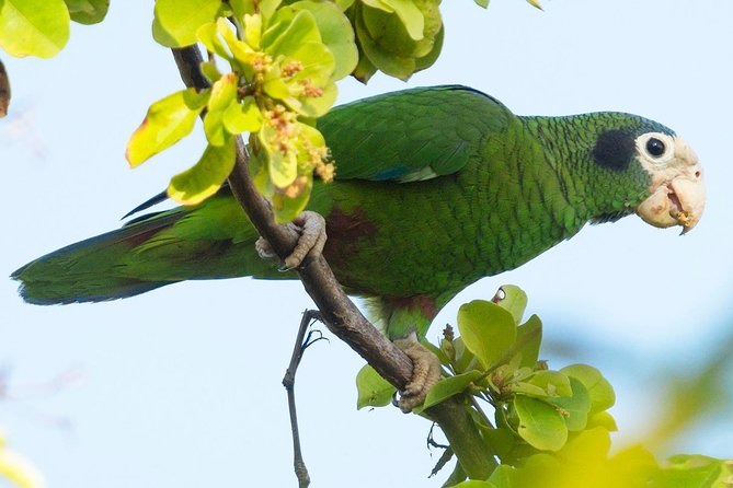 Private Birdwatching in Los Haitises National Park