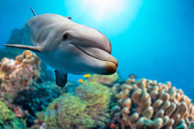 Private Boat Full Day Swimming With Dolphins Trip – Hurghada