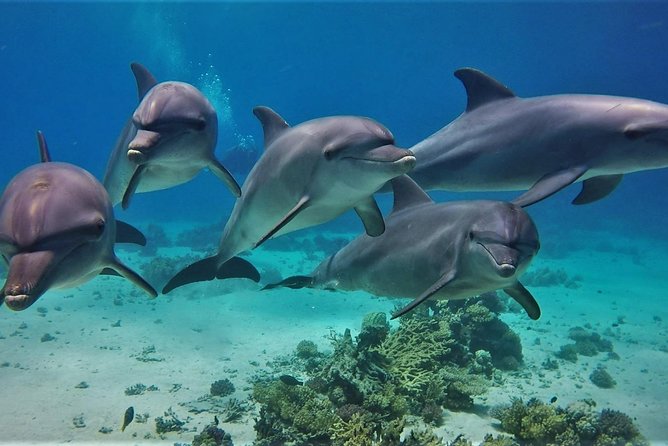 Private Boat to Dolphin House Full Day Snorkeling Sea Trip Max 10 Pax – Hurghada