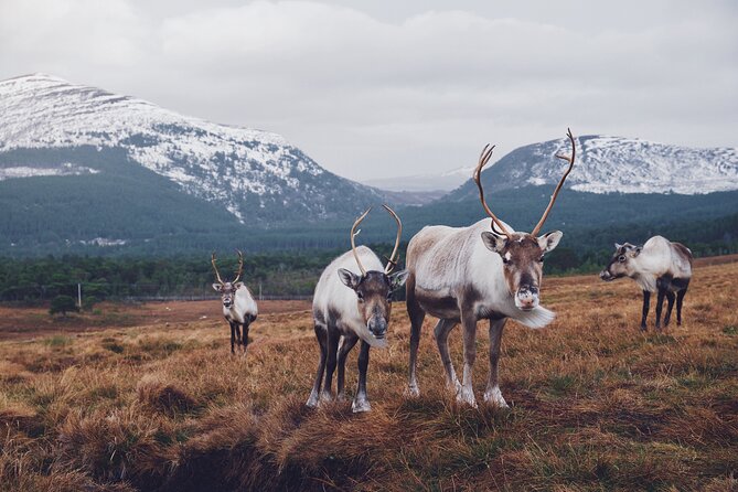 Private Cairngorm National Park Tour