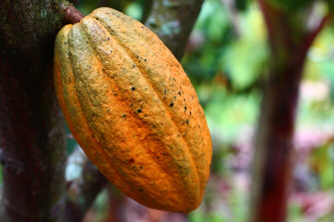 Private Dark Chocolate Tasting Tour in Paris