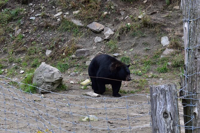 Private Day Trip to Parc Omega and Chateau Montebello From Montreal