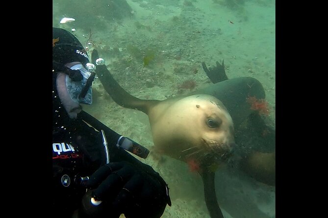 Private Diving Experience With Sea Lions in Punta Loma