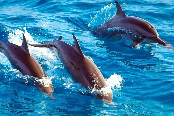 Private Dolphin Tour and Snorkeling at Mnemba Island Reef