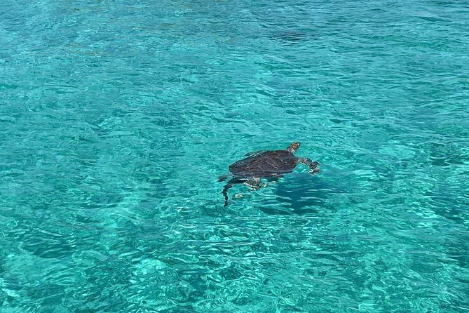 Private Eleuthera Swimming Pigs, Turtles and Pink Sand Beach