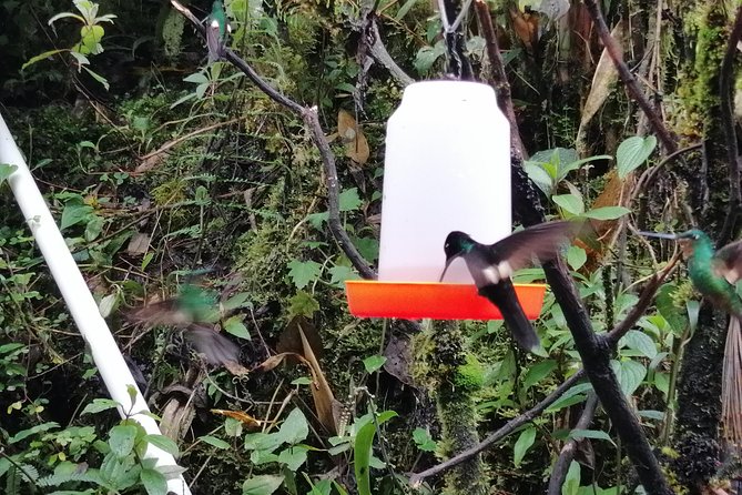 Private Excursion to Yanacocha Reserve- Bird Watch
