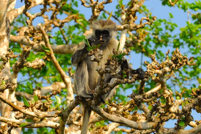 Private Full-Day: Dolphin & Monkey Jungle Adventure