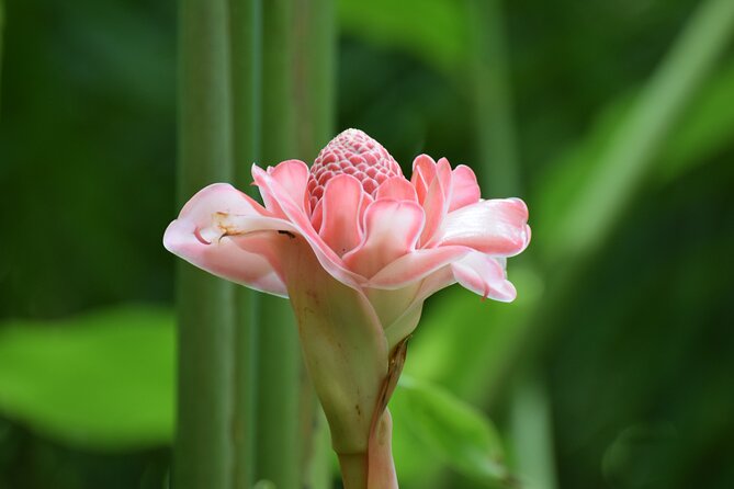Private Glorious Gardens of Barbados