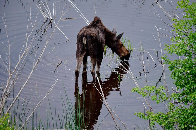 Private Hidden Gems of Yellowstone! Lunch W/ Family Friendly Hikes Included! - Highlights of the Private Tour