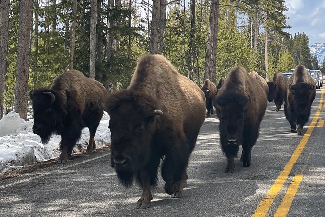 Private Jeep Tour of Yellowstone’s Winter Wonderland