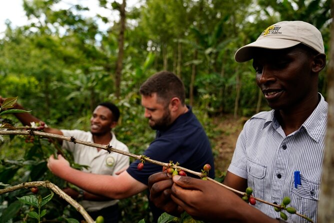 Private Meru Coffee Tour in Nkoaranga - Tour Overview and Highlights