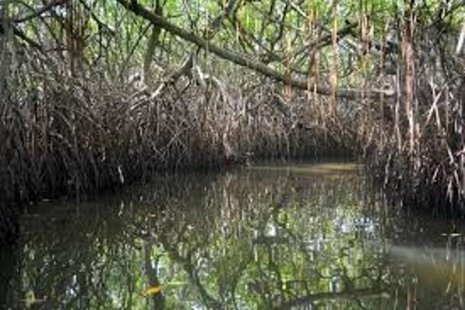 Private Safari Boat Tour in Madu River