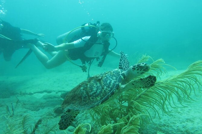 Private Scuba Diving Expert-Led Excursion Training With Tour
