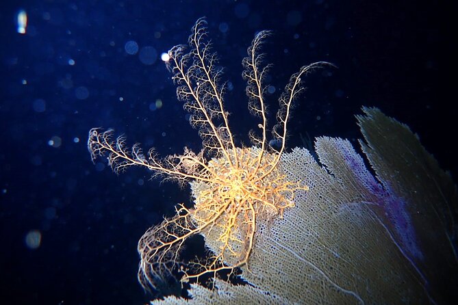 Private Sunset Charter + Guided Night Snorkeling in St Thomas - Inclusions