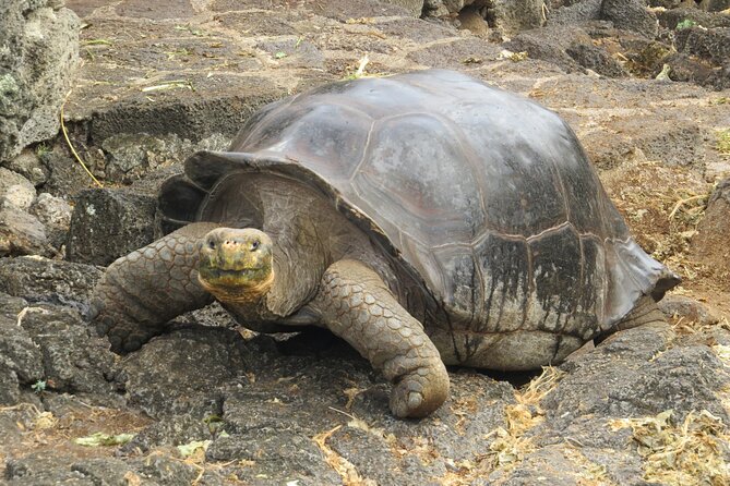 Private Tour Matura Turtle Watching in Trinidad and Tobago