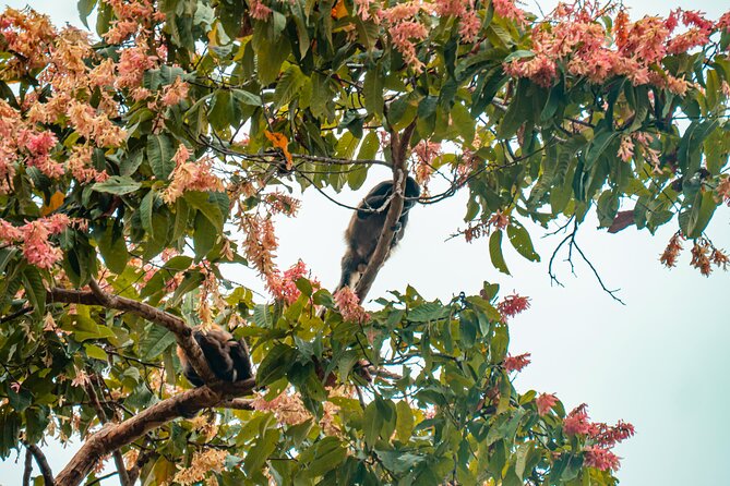 Private Tour of the Howling Monkey in Cerro Blanco Guayaquil