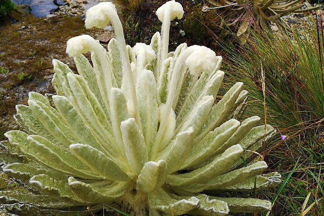 Private Tour – Páramo De Santurban (Nature)