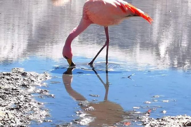 Private Tour to Uyuni Salt Flats With Pick up From Hotels in Colchani
