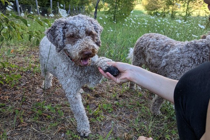 Private Truffle Hunting With Tasting : Become a Truffle Hunter Foa a Day!
