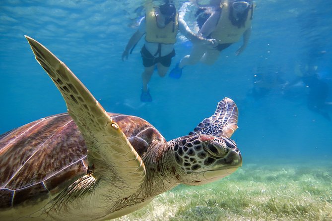 Private Turtle Discovery in Akumal