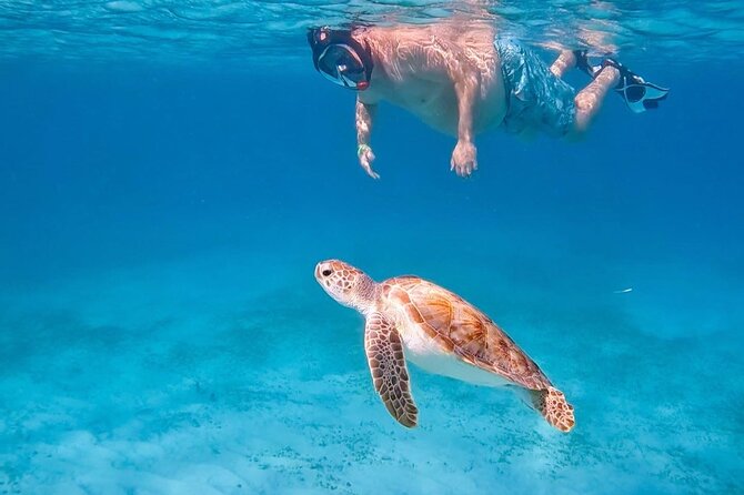 Private Turtle Spotting Snorkeling Excursion in Aruba