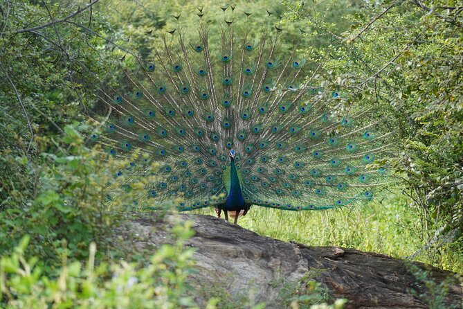 Private Udawalawe Safari Tour With Pickup From Bentota/Ahungalla