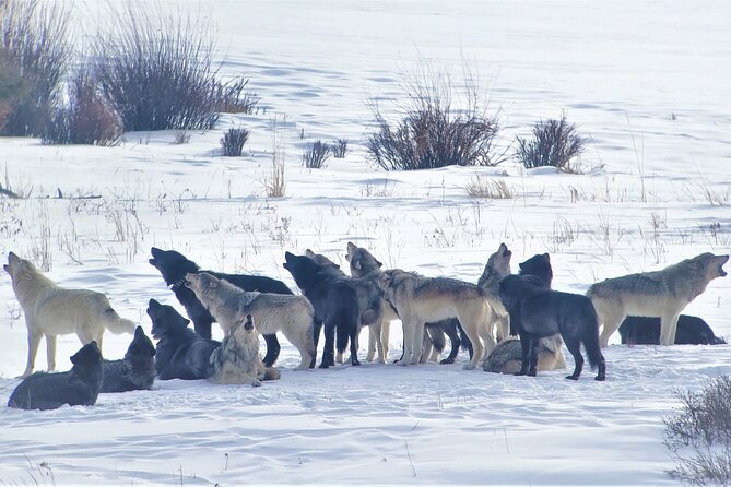 PRIVATE Wolf & Wildlife Watching in Yellowstones Lamar Valley