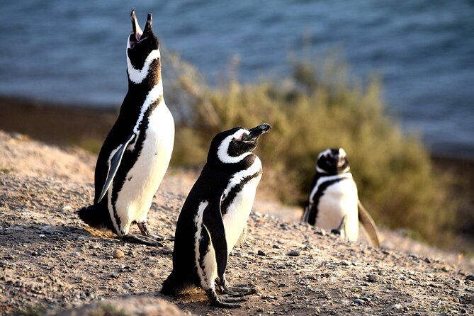 Puerto Madryn: Punta Tombo Full-Day Tour - Tour Overview