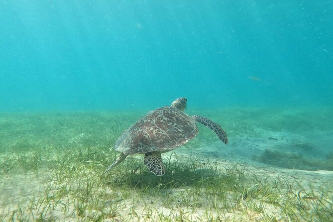 Puerto Rico: Culebra Snorkeling and Flamenco Beach Tour by Ferry