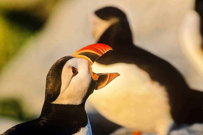 Puffin & Whale Boat Tour