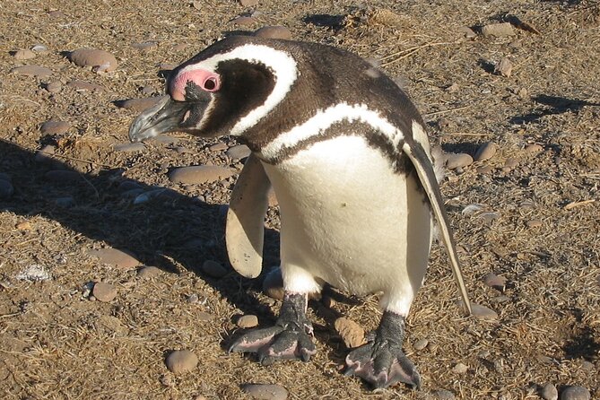 Punta Tombo Cruise Excursion With Penguins