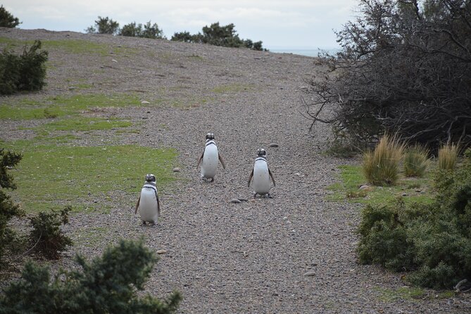 Punta Tombo for Cruises Walk Among Penguins