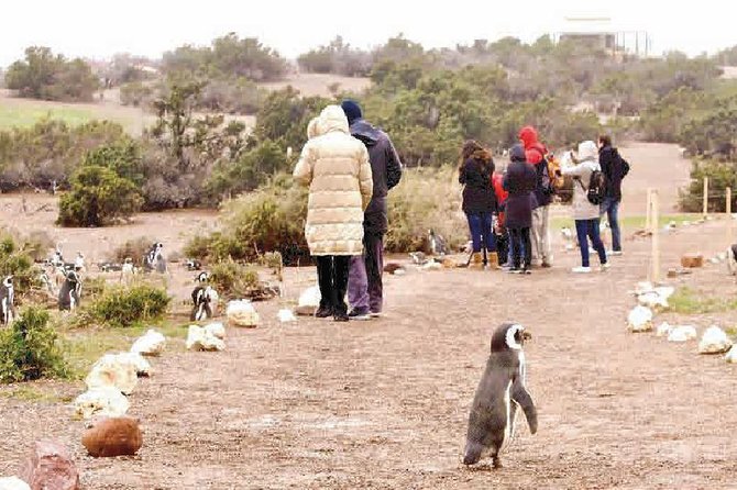 Punta Tombo – Full Day Tour or Shore Excursion