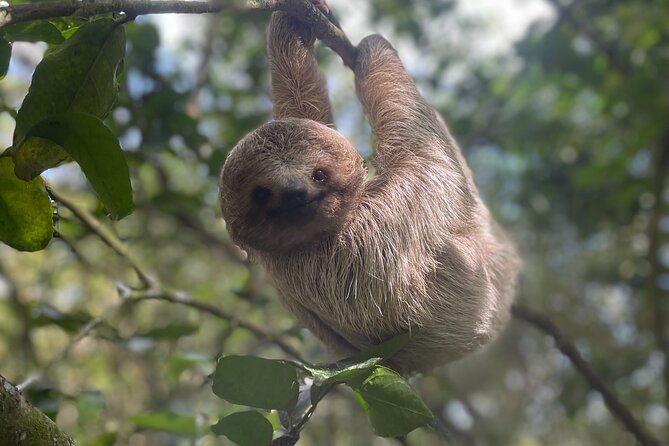 Rainforest Combo – Chocolate – Sloths – Cortes Waterfall