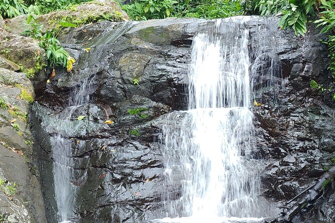 Rainforest Wonders Private Full Day Experience From San Juan