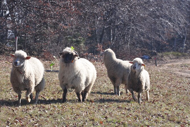 Rambling in Transylvania