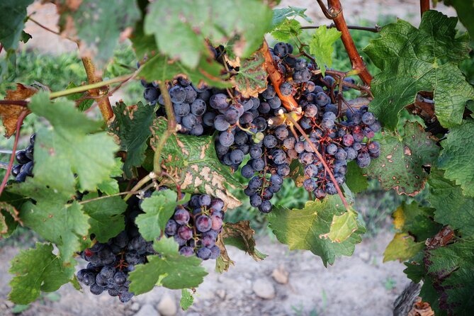 Relaxing Afternoon Wine Tour Through Niagaras Wine Country
