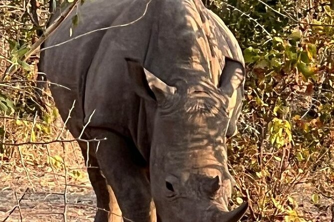 Rhino Walking Safari